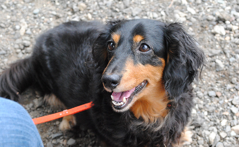 犬の椎間板ヘルニアの診断 治療法 手術について 山田動物クリニック