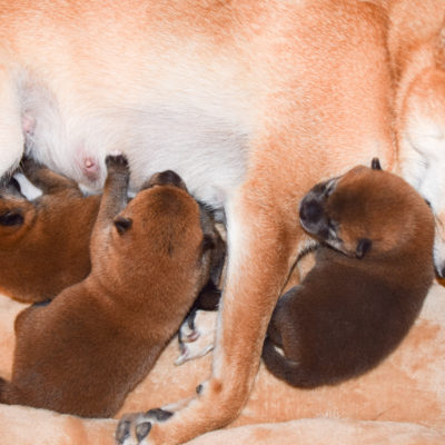 犬の妊娠から出産までに見られる症状とその原因について 山田動物クリニック