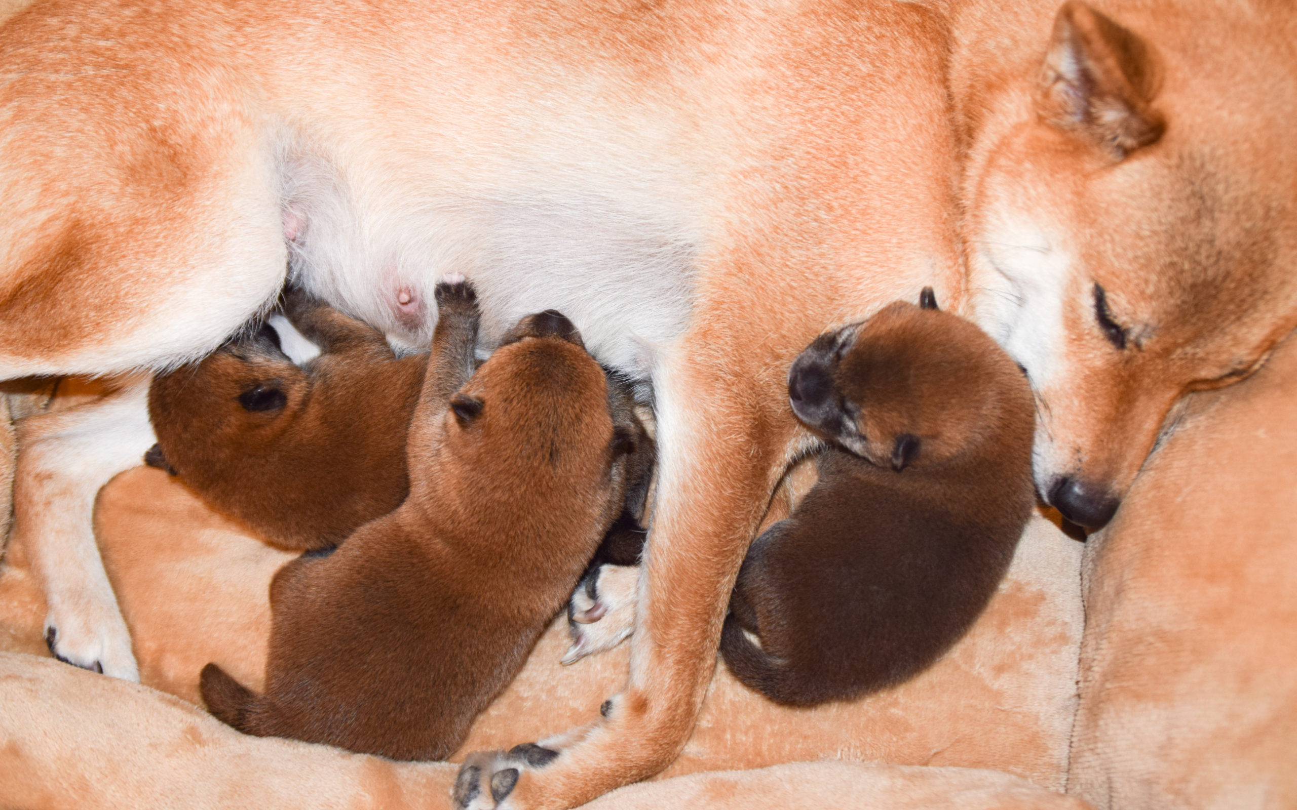 犬の妊娠から出産までに見られる症状とその原因について | 山田動物 ...